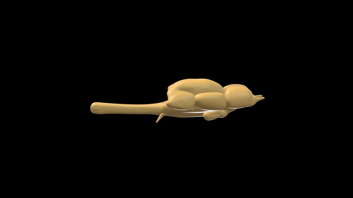 Brain of an Amazonian Electric Fish 3D Model