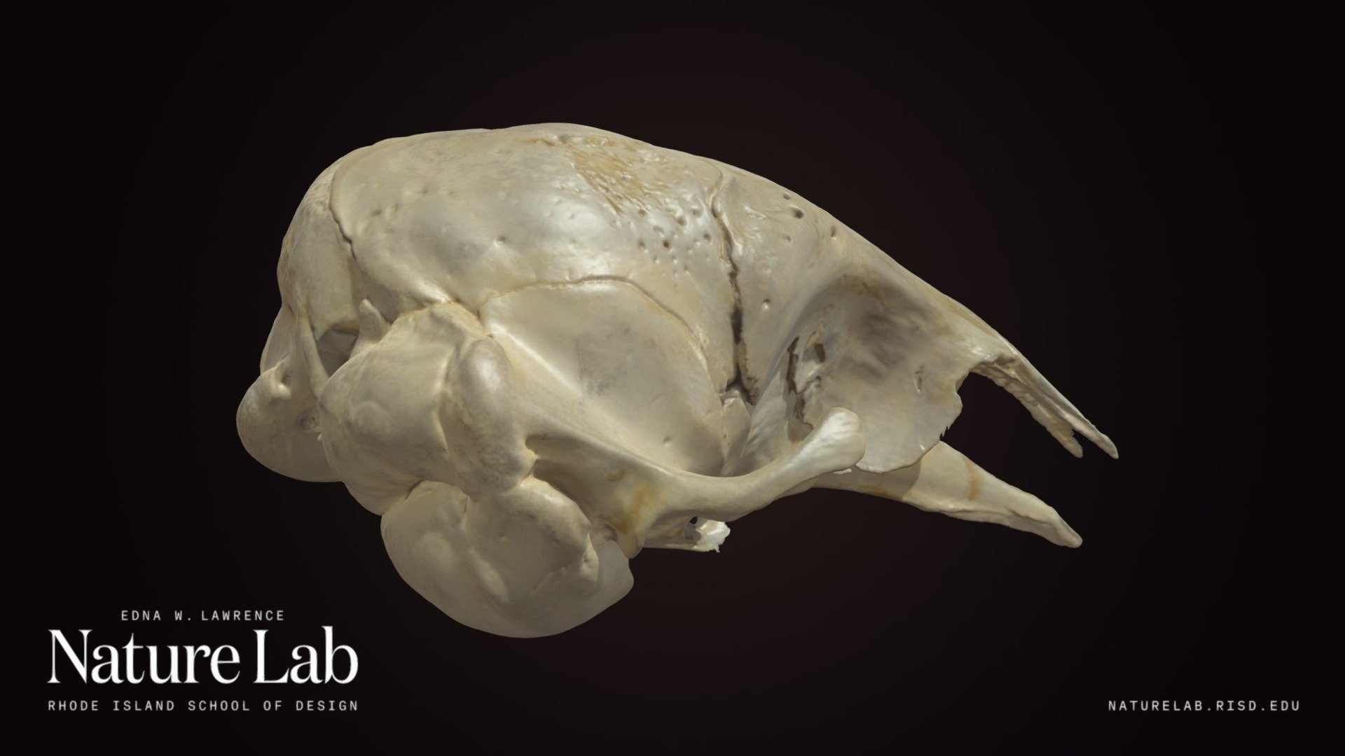 Pacific Harbor Seal Skull