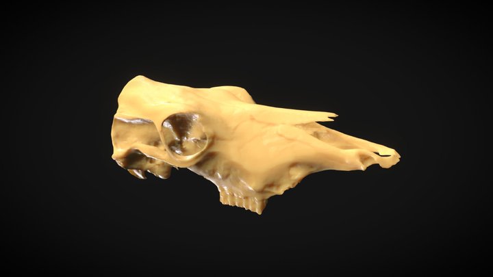 Skull Cow 3D Model