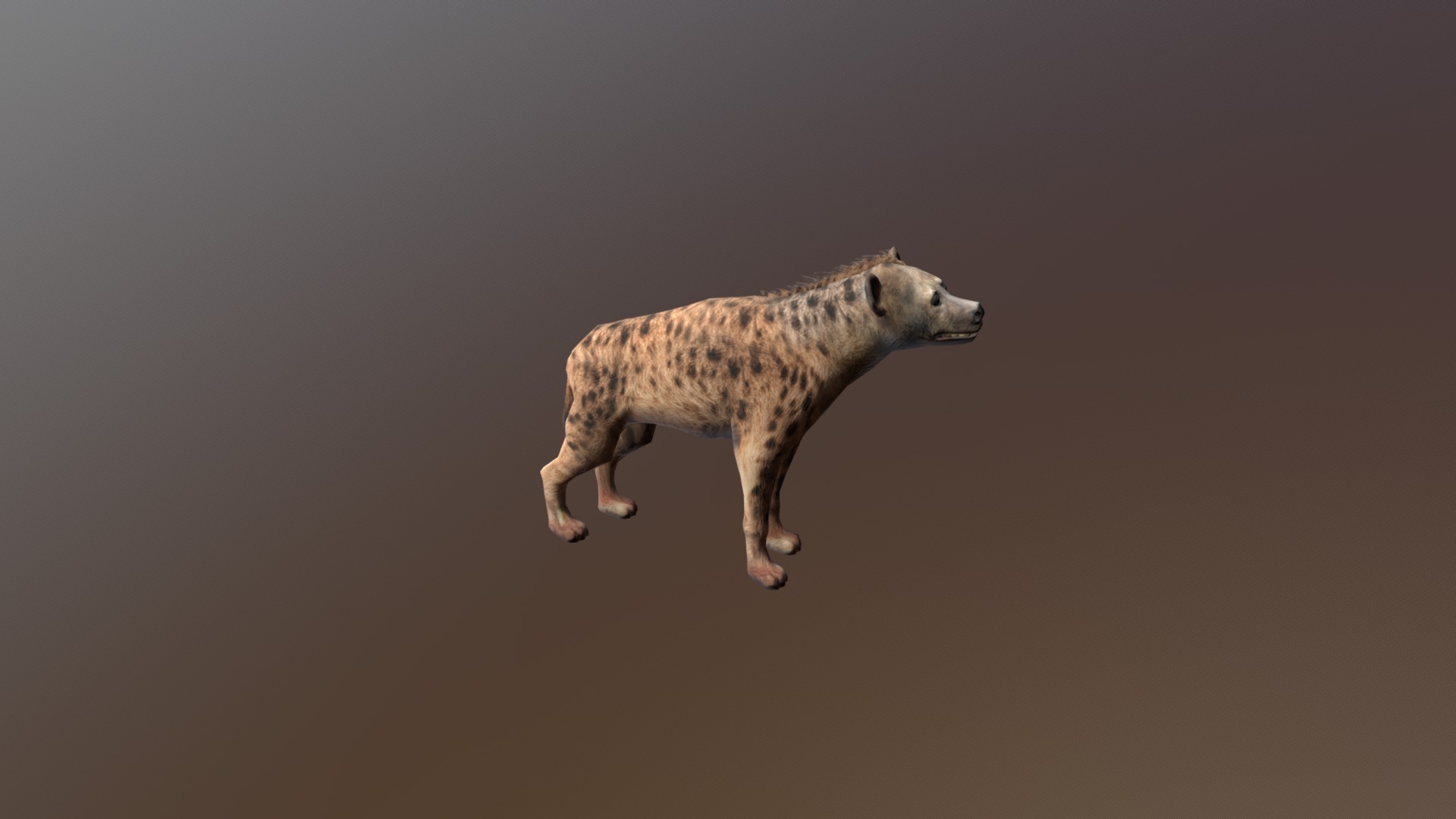 3D model African animals – Hyena - This is a 3D model of the African animals - Hyena. The 3D model is about a cheetah walking on a grey background.