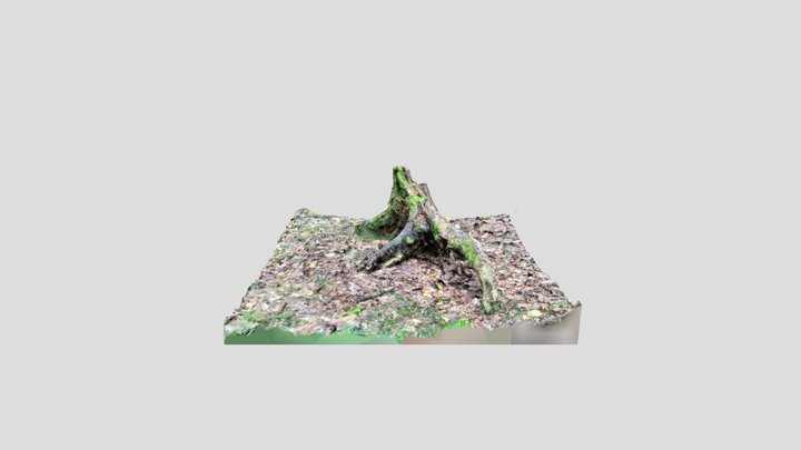 Old tree stump 3D Model