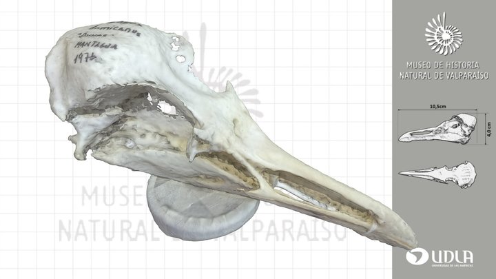 Cráneo de gaviota  / Kelp Gull Skull 3D Model