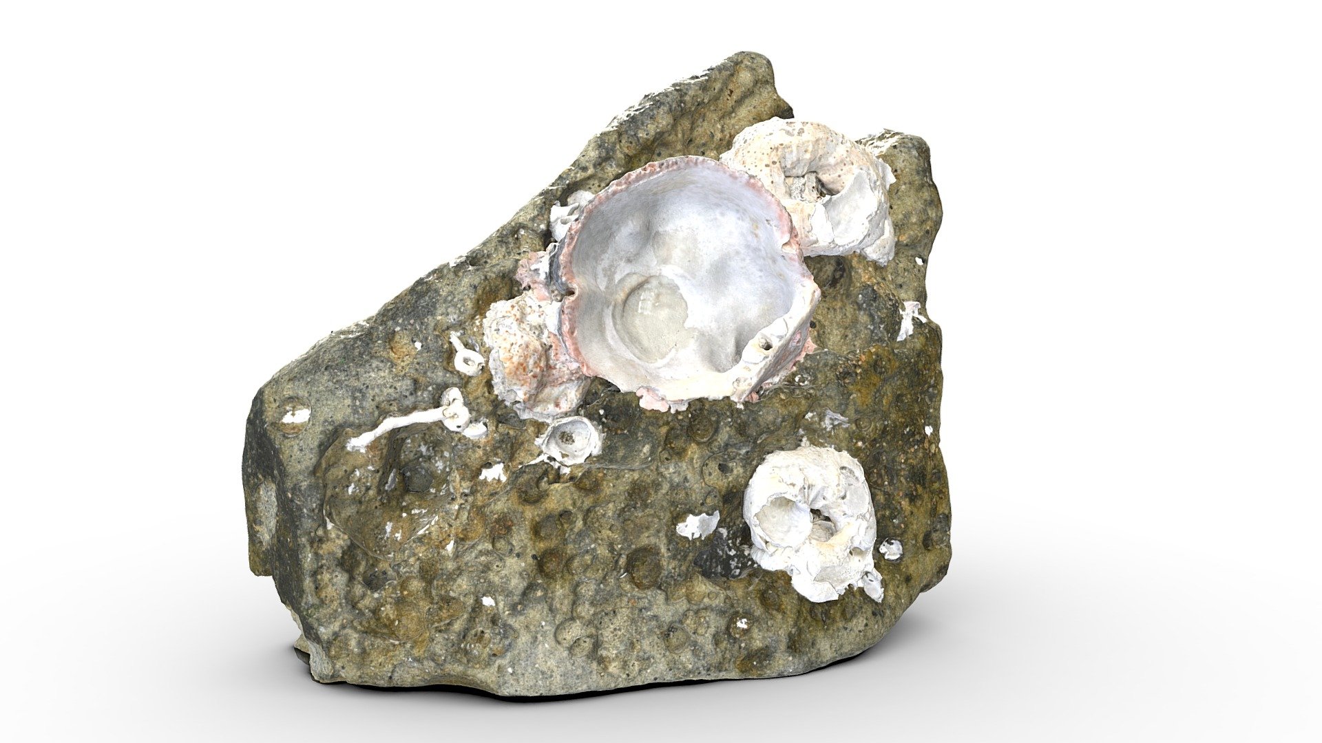 Shell rock(3D scan) - Download Free 3D model by 3D scan studio 