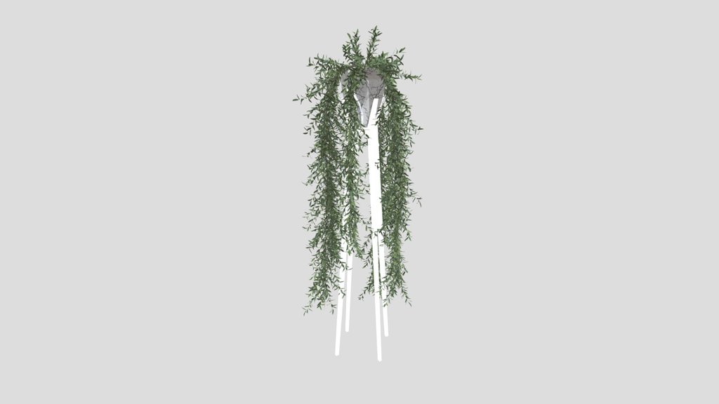 Hanging Willow Plant