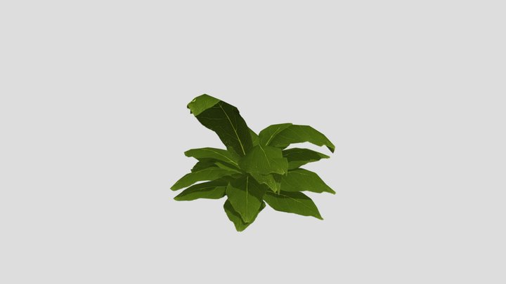 Plant_02 3D Model