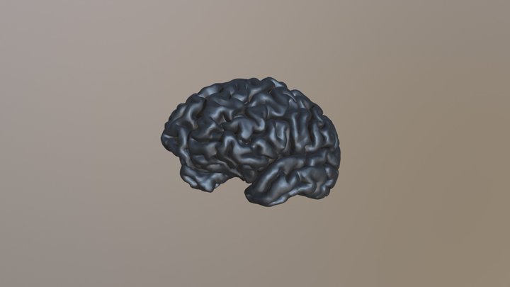 Toms Brain 3D Model