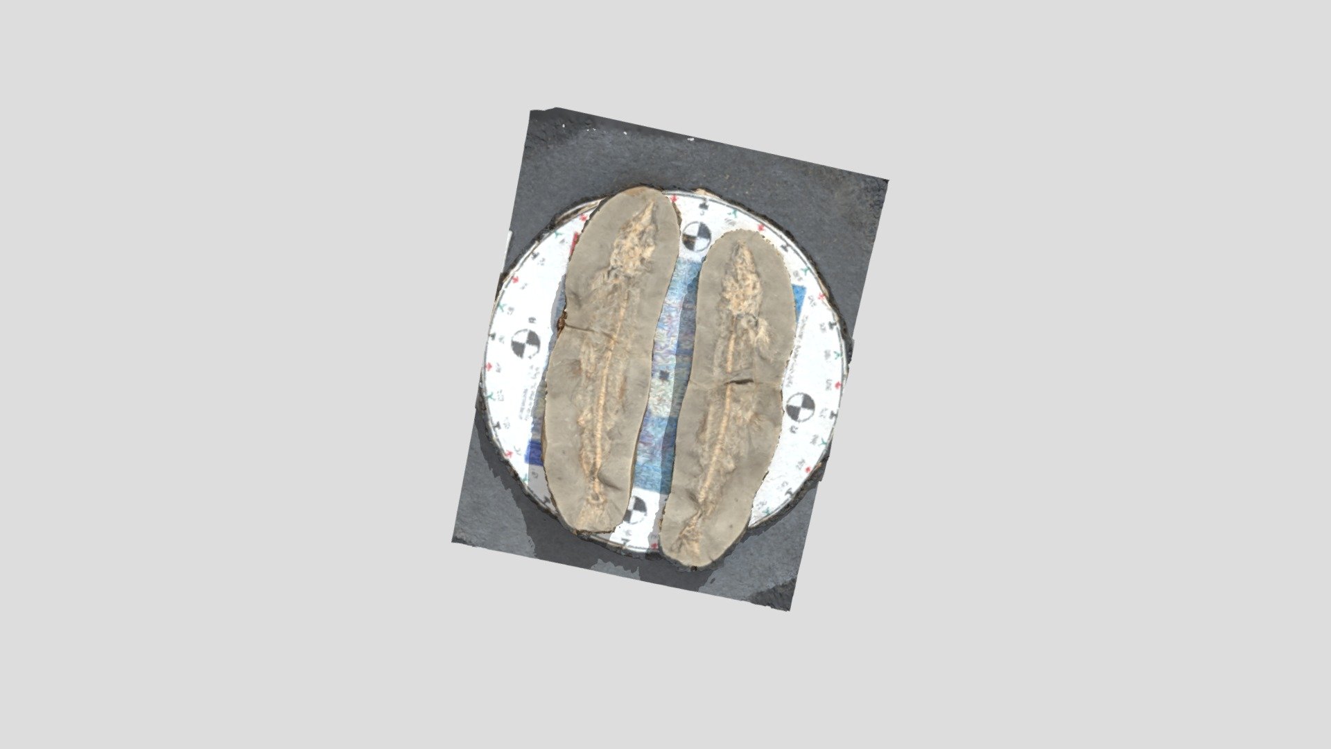 Mallotus Fossil — Sketchfab embed 3D viewer