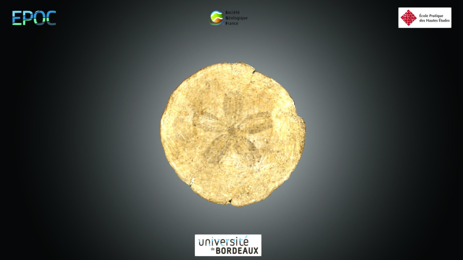 Echinoïde - Scutella sp.