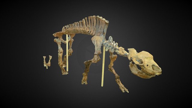 Elasmotherium 3D Model