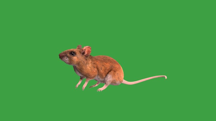 Key Largo Cotton Mouse 3D Model