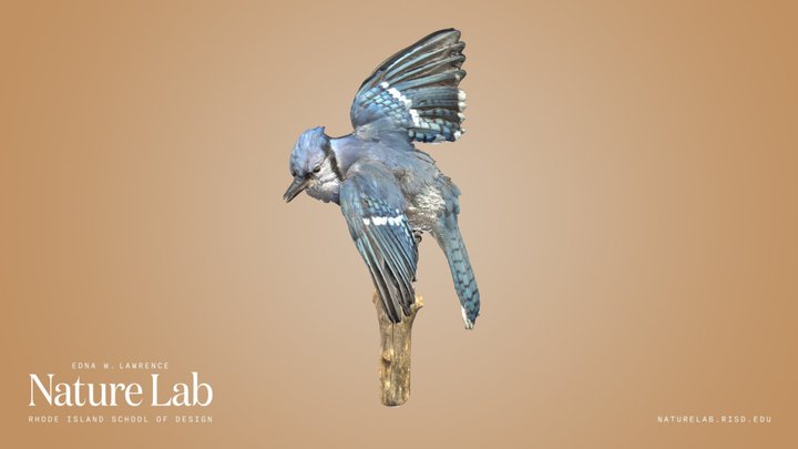 Blue Jay – Modelo 3D gratuito STL