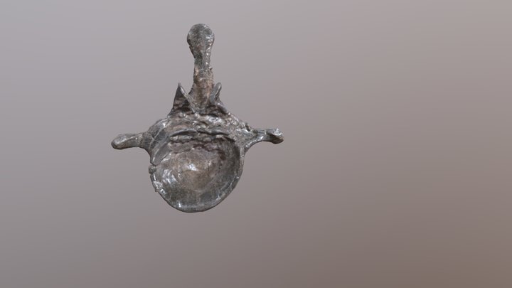 DMNH 1808 Sauropod dorsal vertebra 3D Model