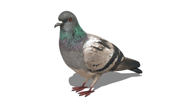 Pigeon #1 3D Model