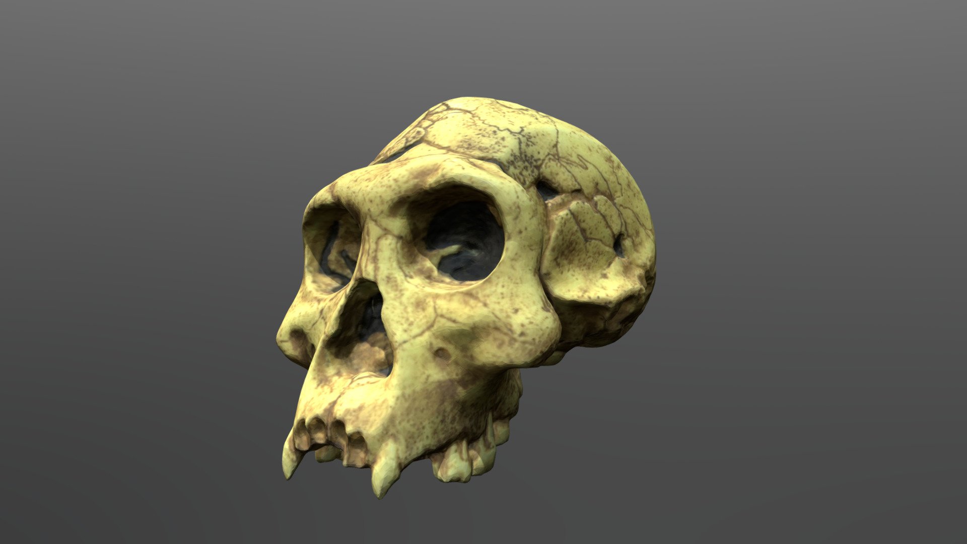 Homo erectus Cranium (Dmanisi 3)