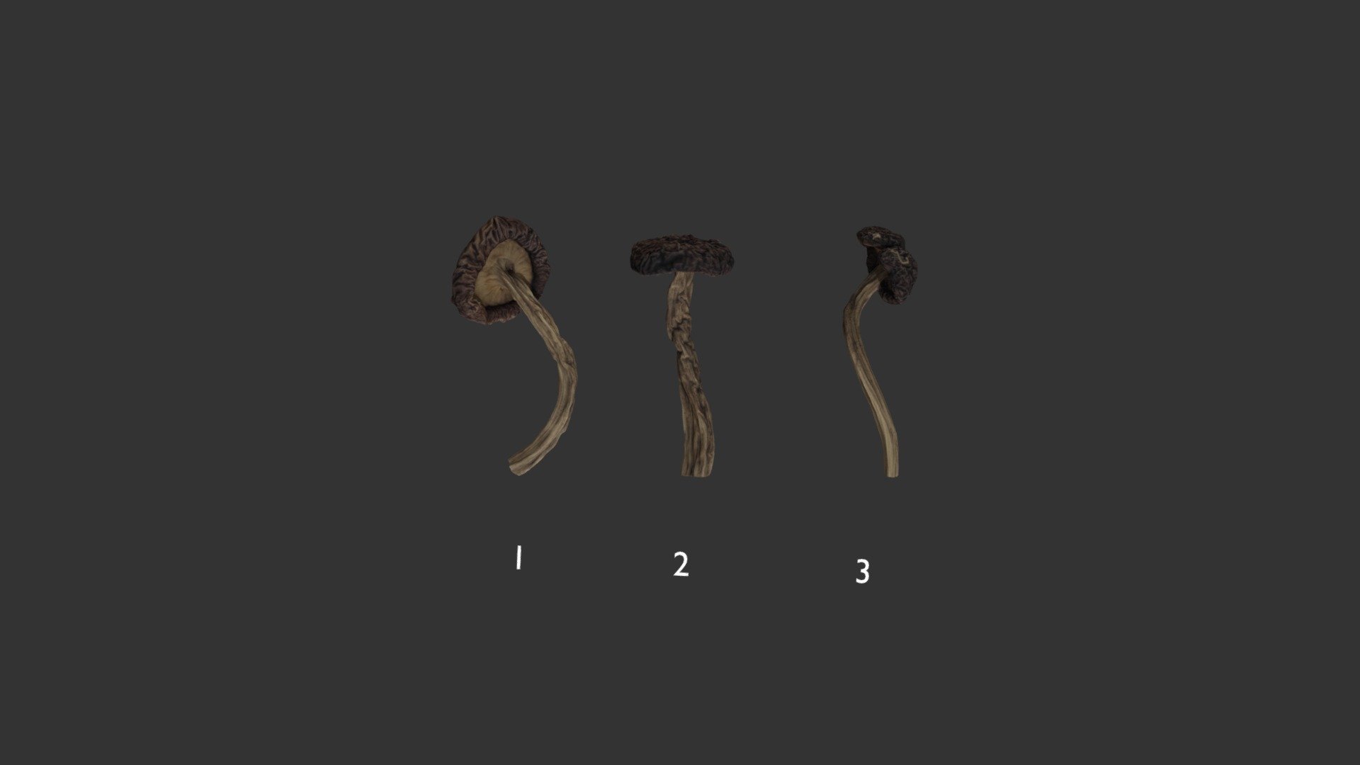 20220121- Agrocybe