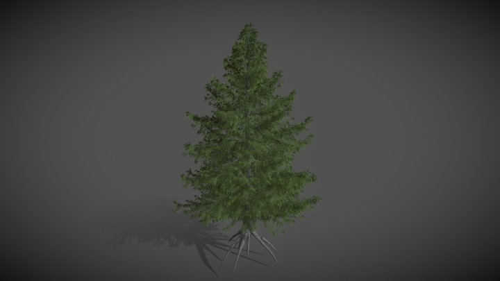 JA19 Tsuga Diversifolia (Japanese Hemlock)