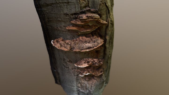 Ganoderma applanatum - Mushrooms 3D Model
