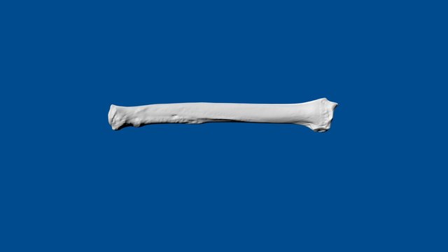 3D Dog Bone Project: Radius