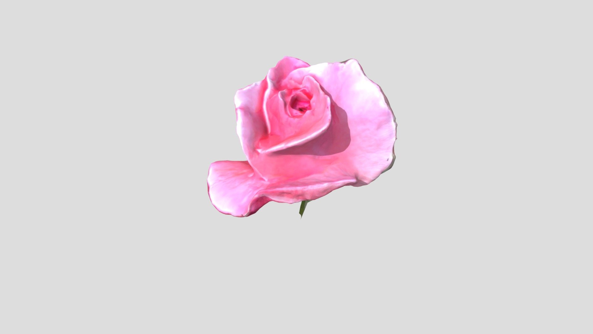 Garden Rose