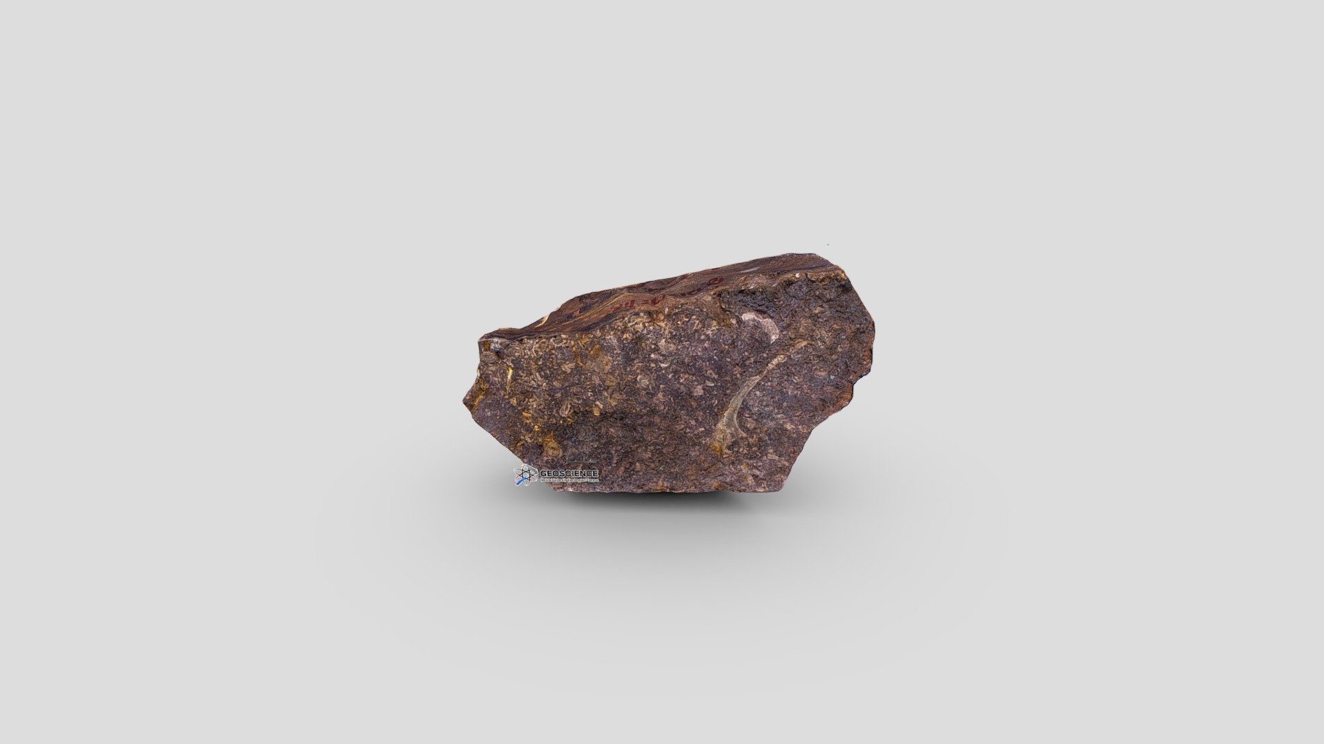 Trilobite fragment