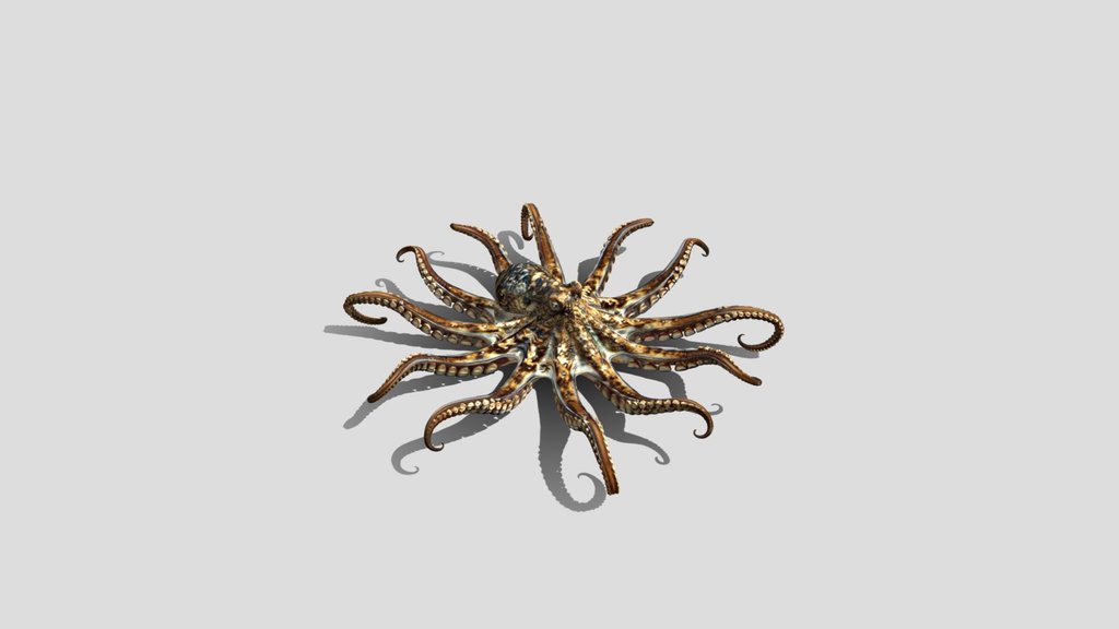 Eight octopus
