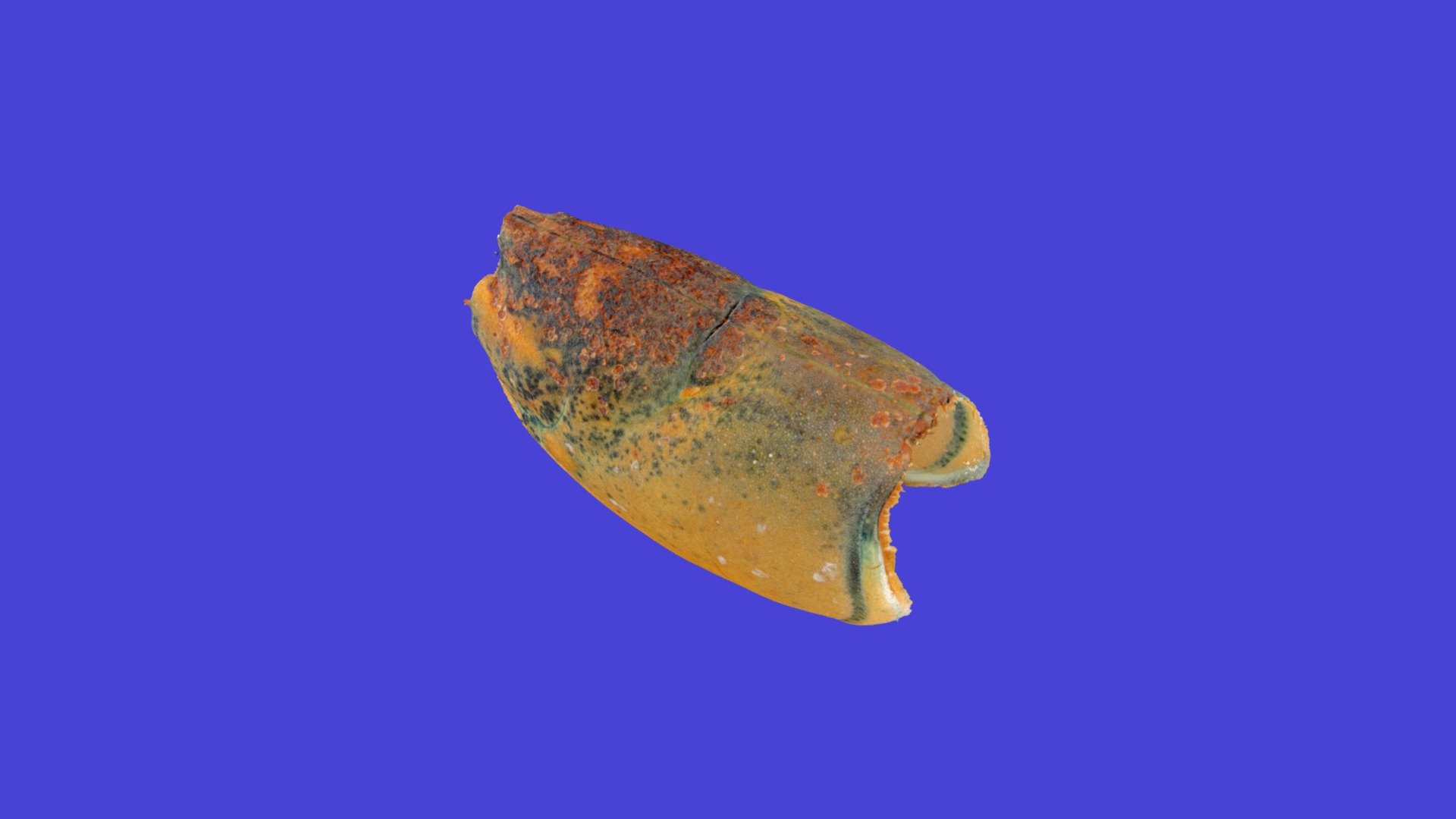 Am Lobster Spring 2019 St366 01, ESD lev 3