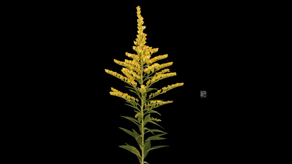 CC0 セイタカアワダチソウ Tall Goldenrod, S. altissima