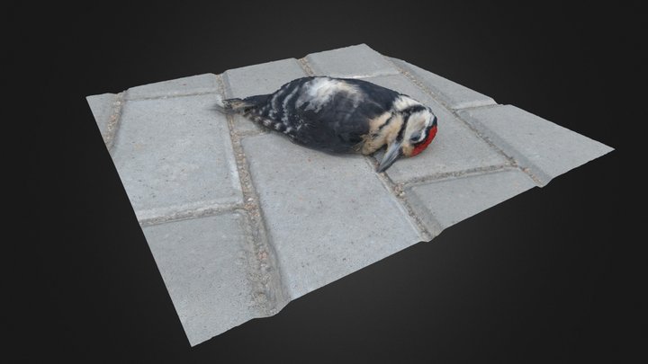 Dead Bird 3D Model