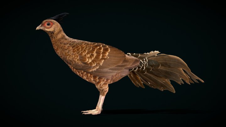 Nepal Kalij Pheasant Bird (Lowpoly) 3D Model