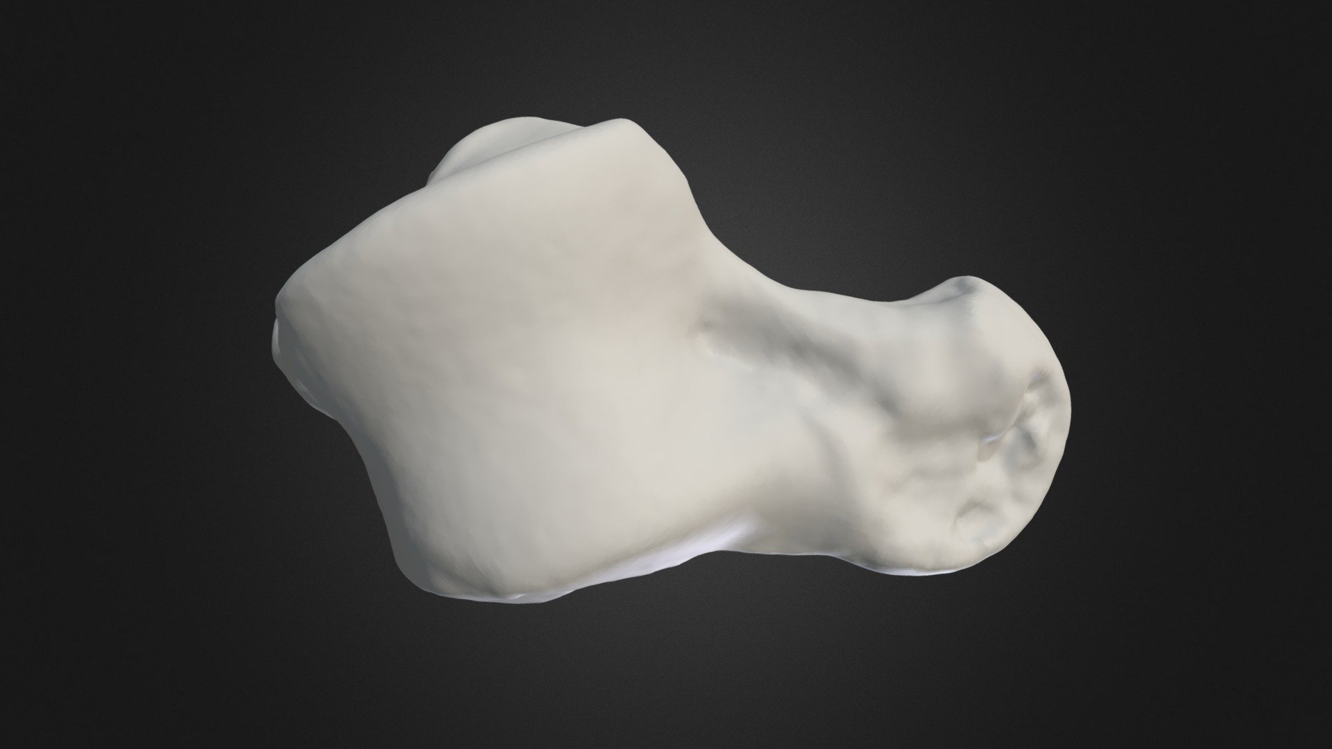 Pongo pygmaeus, astragalus (left hindlimb) - 3D model by Museu de ...