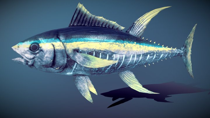 Tuna Fish 3D Model