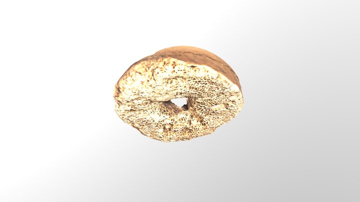 BONE 3D Model
