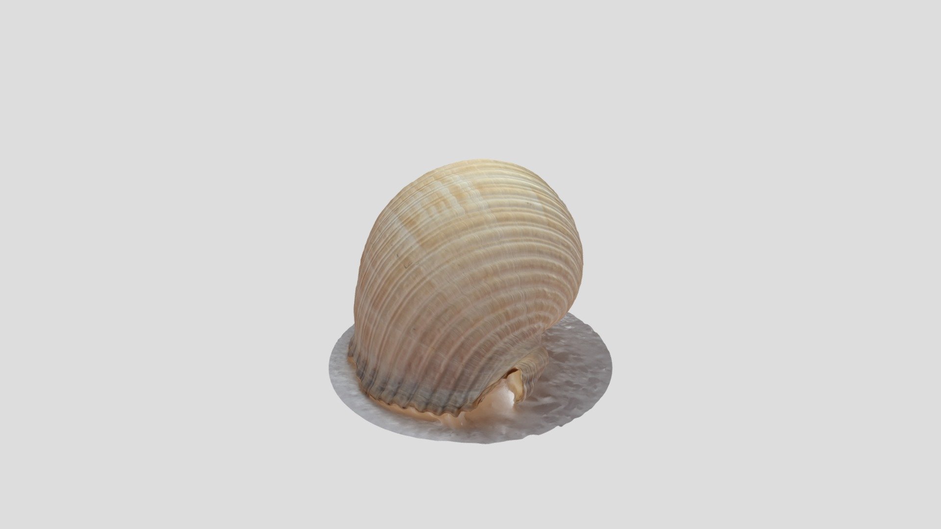 Seashell - Download Free 3D model by GentD128 [64304f6] - Sketchfab