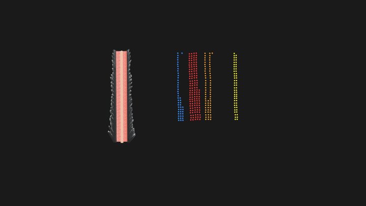 Hair Shaft 3D Model