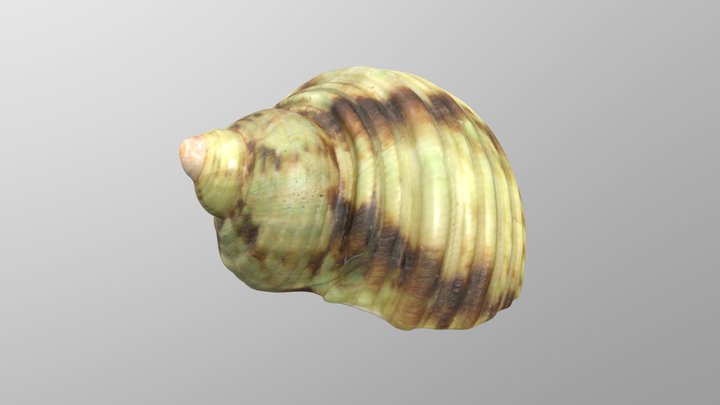 Green Seashell - 4K PBR 3D Model