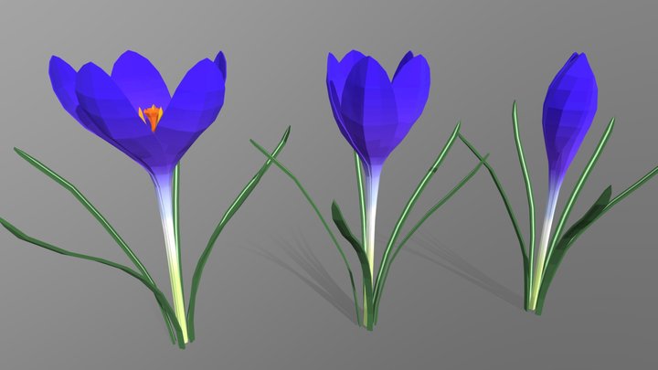 Crocus Flowers 3D Model