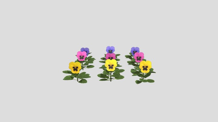 Pansy9 3D Model