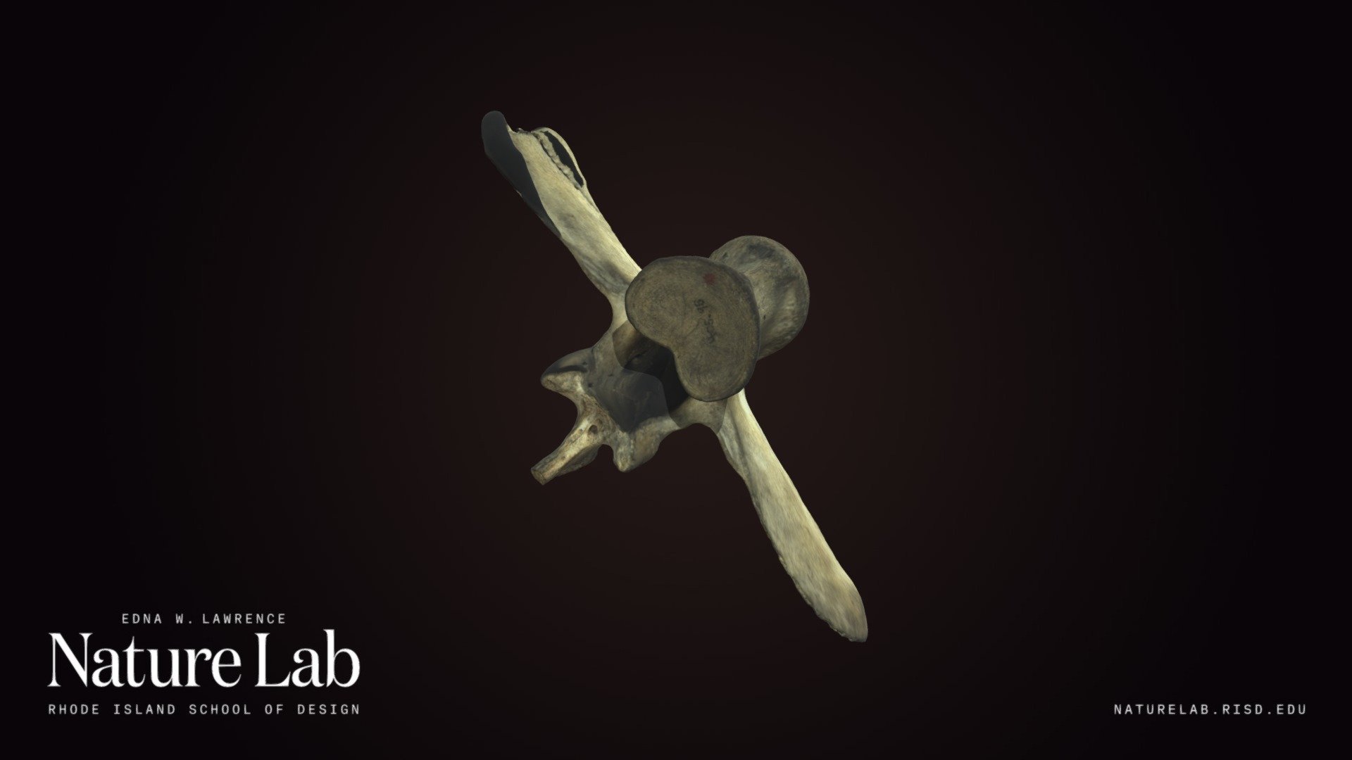 Unknown vertebra (possibly cow)