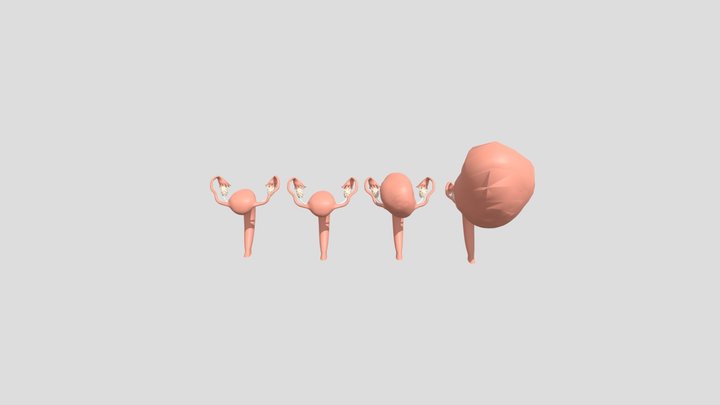 Pregnancy Changes 3D Model