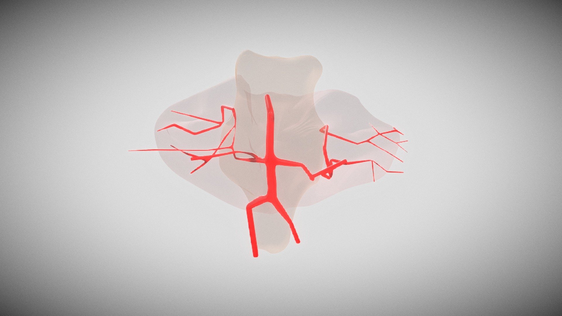 AICA artery - 3D model by Dr SAI PRASHANTH (@prsp11) [643a913] - Sketchfab