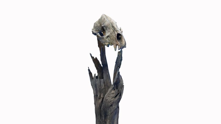 Animals - Hyena Skull feature - with STL File