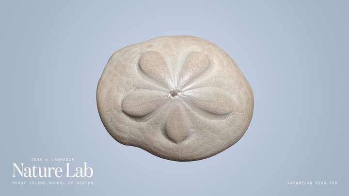 Sand Dollar – Free 3D Model STL