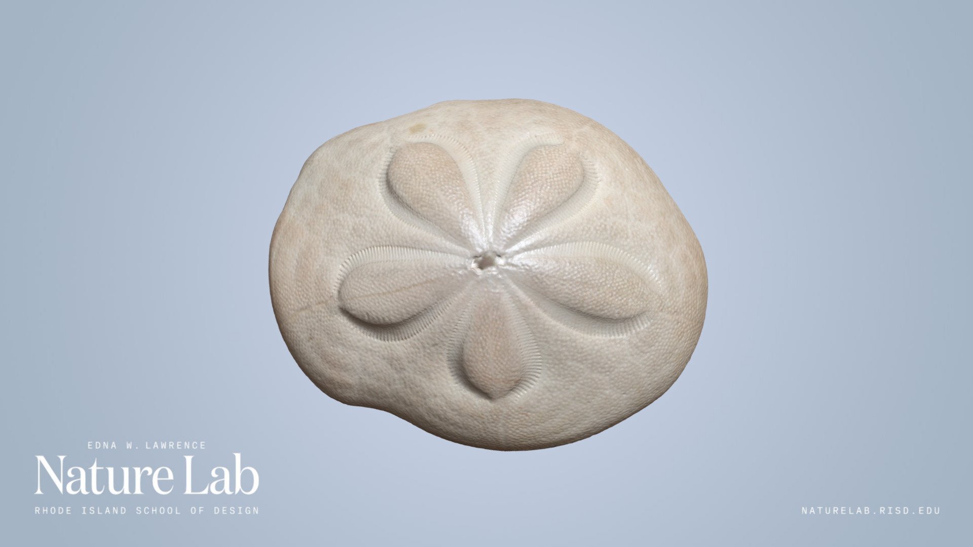 Sand Dollar