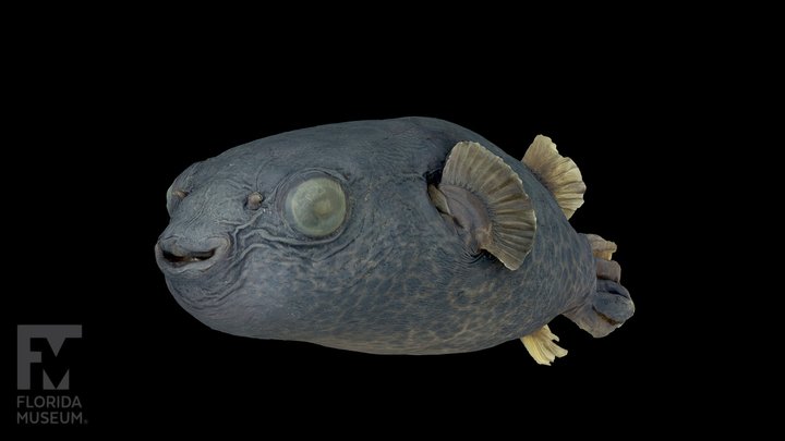 Freshwater Pufferfish (Pao) 3D Model
