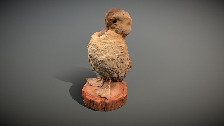 Taxidermy Duckling 3D Model