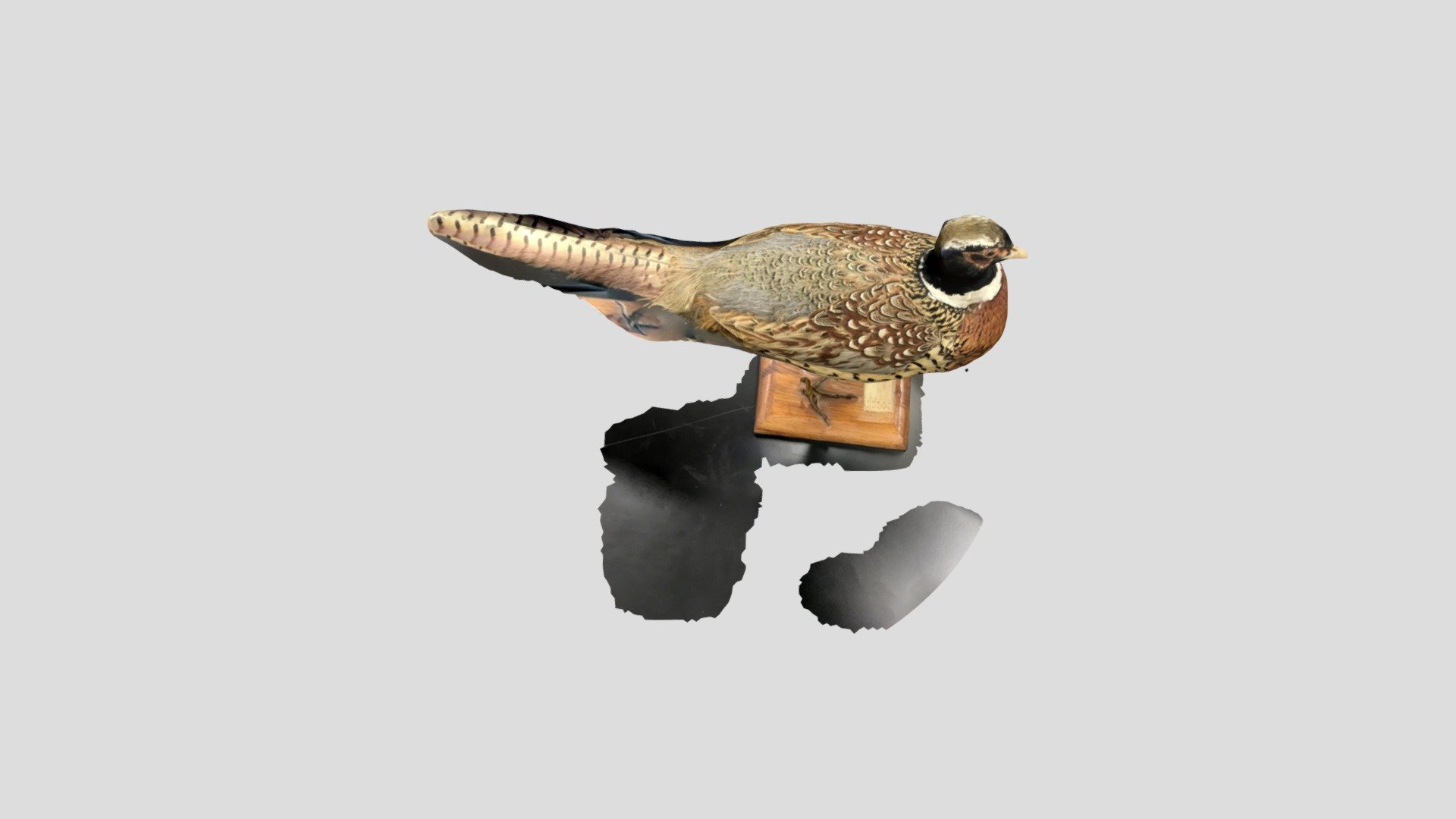 pheasant - 3D model by bnc6 [644f5ac] - Sketchfab