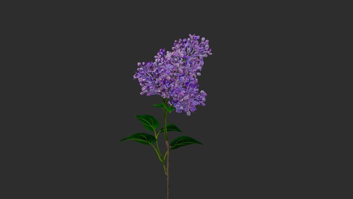Lilac 3D Model