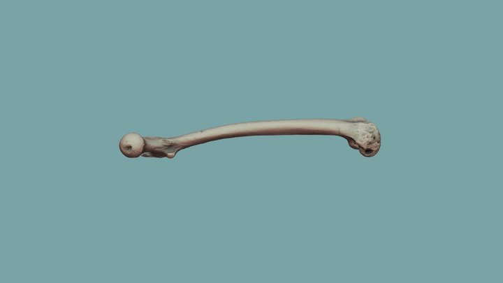 UD4 Femur (1) 3D Model