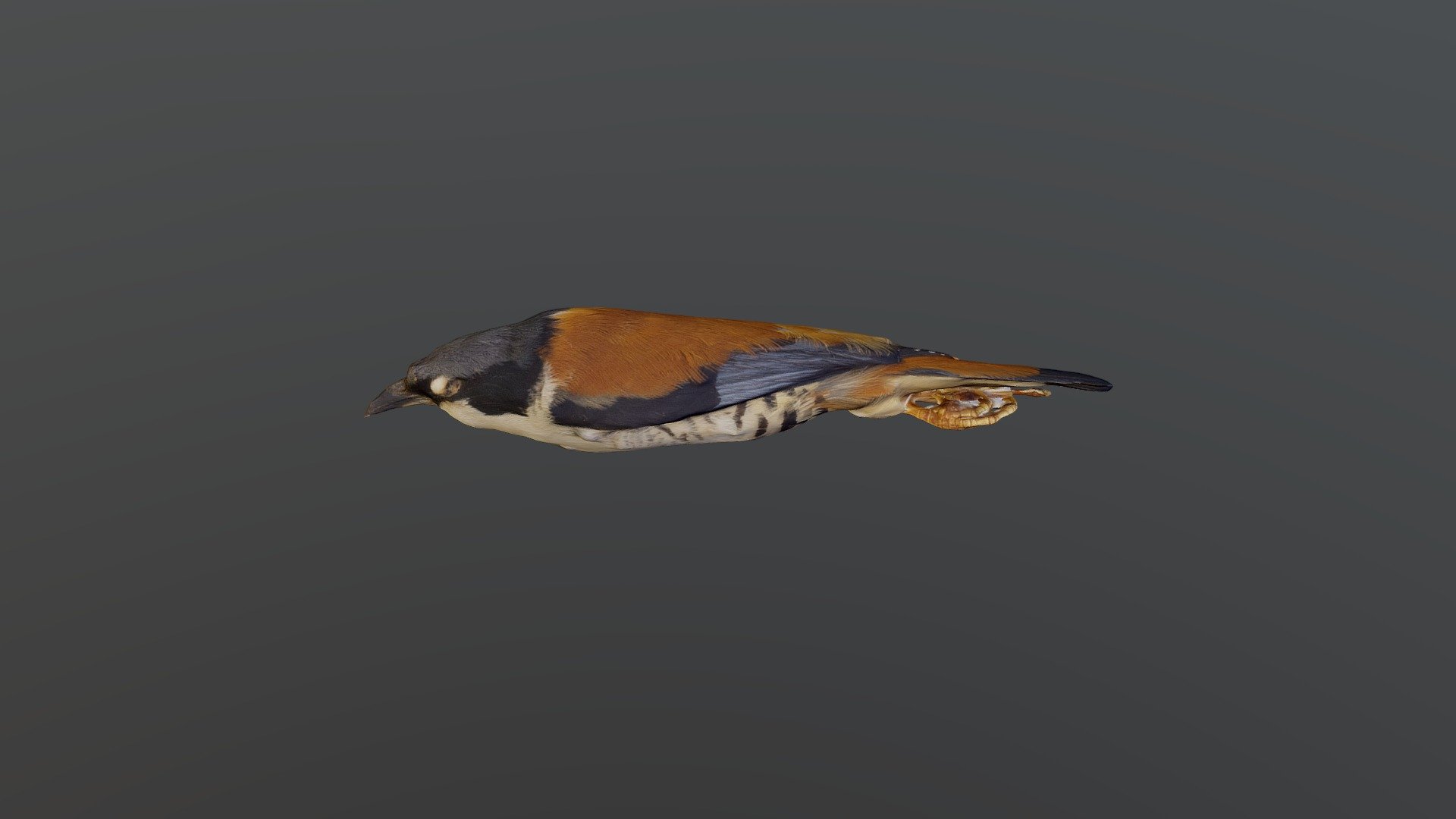 Himalyan Cutia - Cutia nipalensis