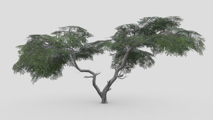 Acacia Tree-S15 3D Model